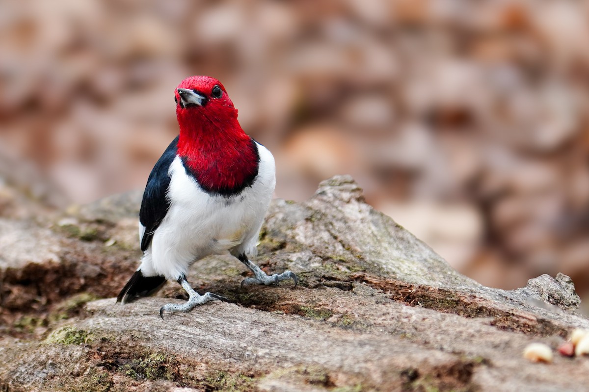 Red-headed Woodpecker - ML617590771