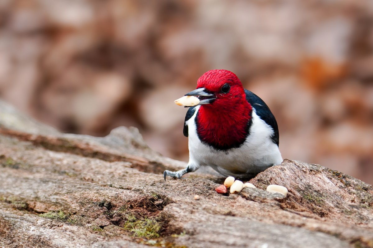 Red-headed Woodpecker - ML617590772