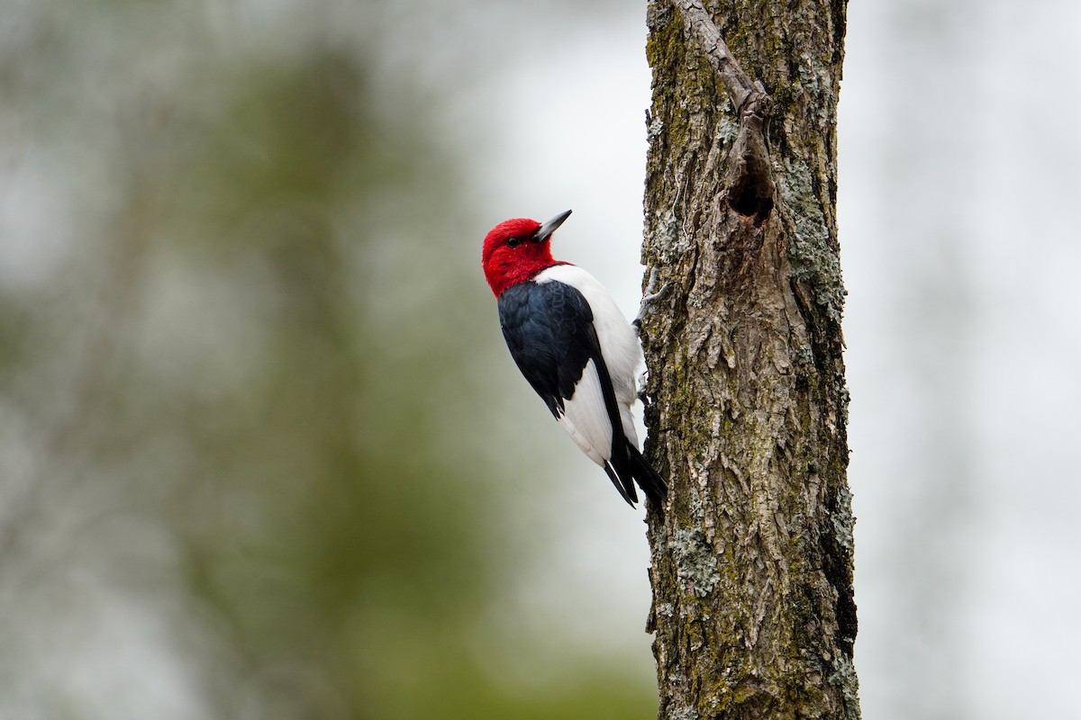 Red-headed Woodpecker - ML617590774