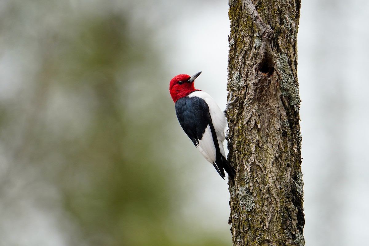 Red-headed Woodpecker - ML617590775