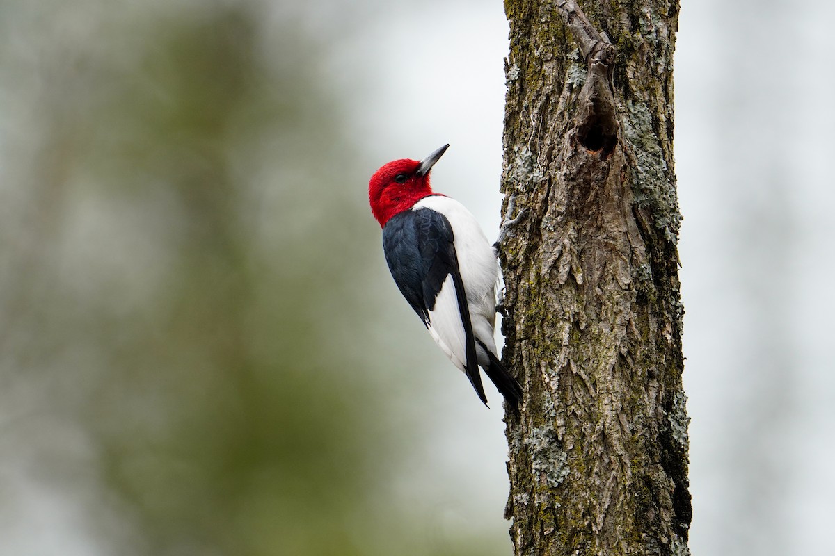 Red-headed Woodpecker - Elena Cacchillo