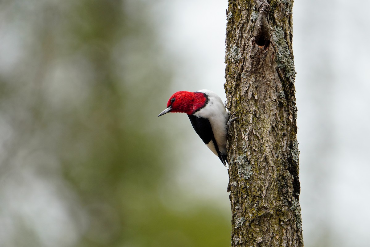 Red-headed Woodpecker - ML617590777