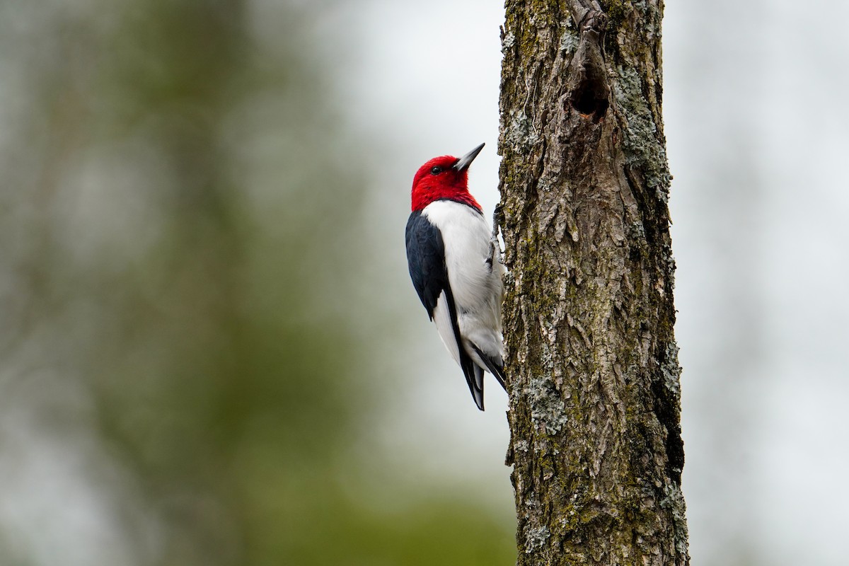 Red-headed Woodpecker - ML617590778