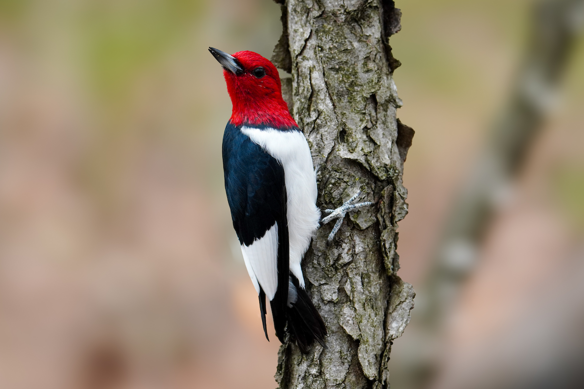 Red-headed Woodpecker - ML617590779