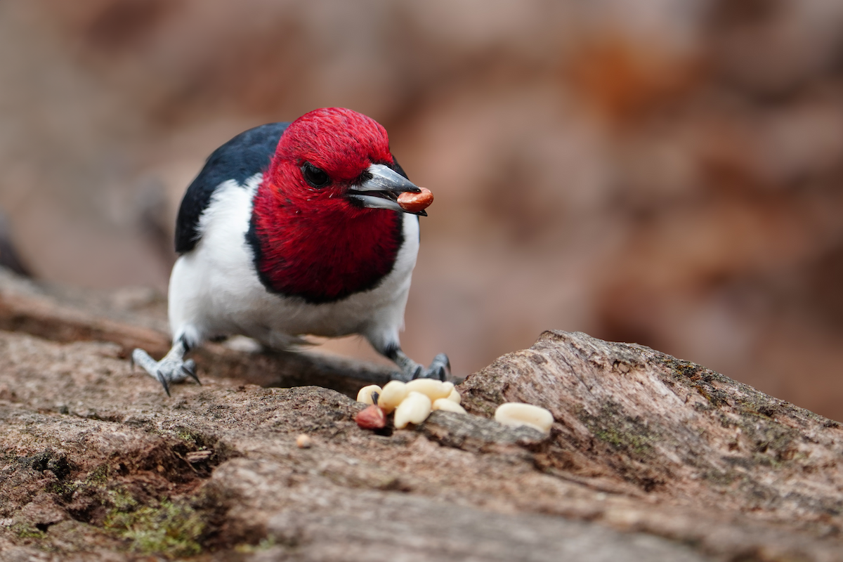 Red-headed Woodpecker - ML617590780