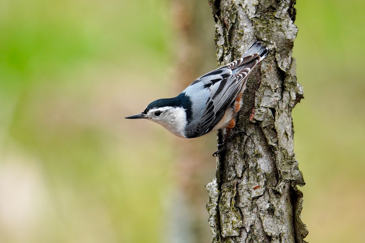 White-breasted Nuthatch - ML617590815