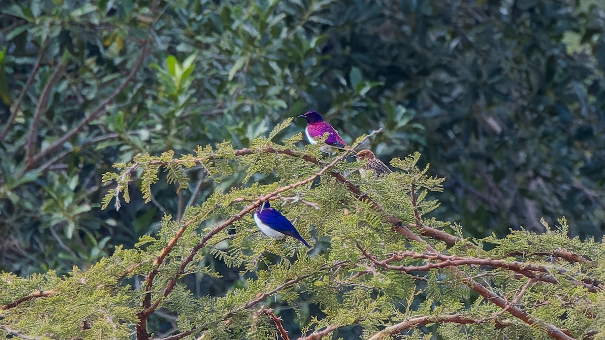 Violet-backed Starling - ML617590839