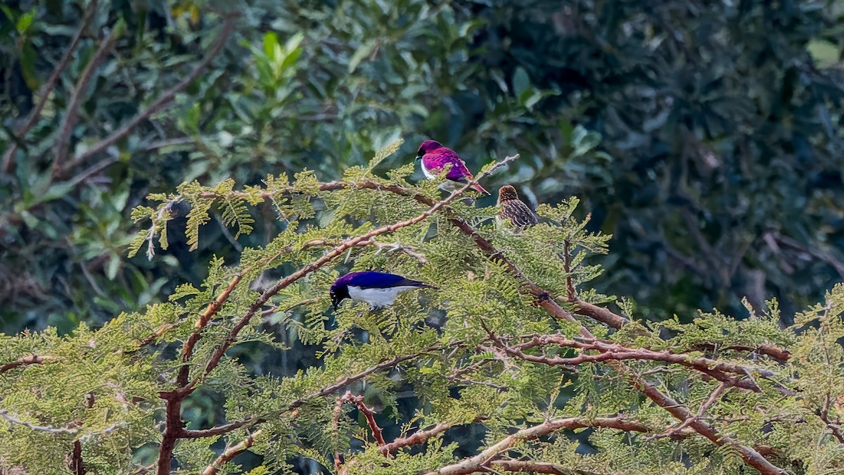 Violet-backed Starling - ML617590840