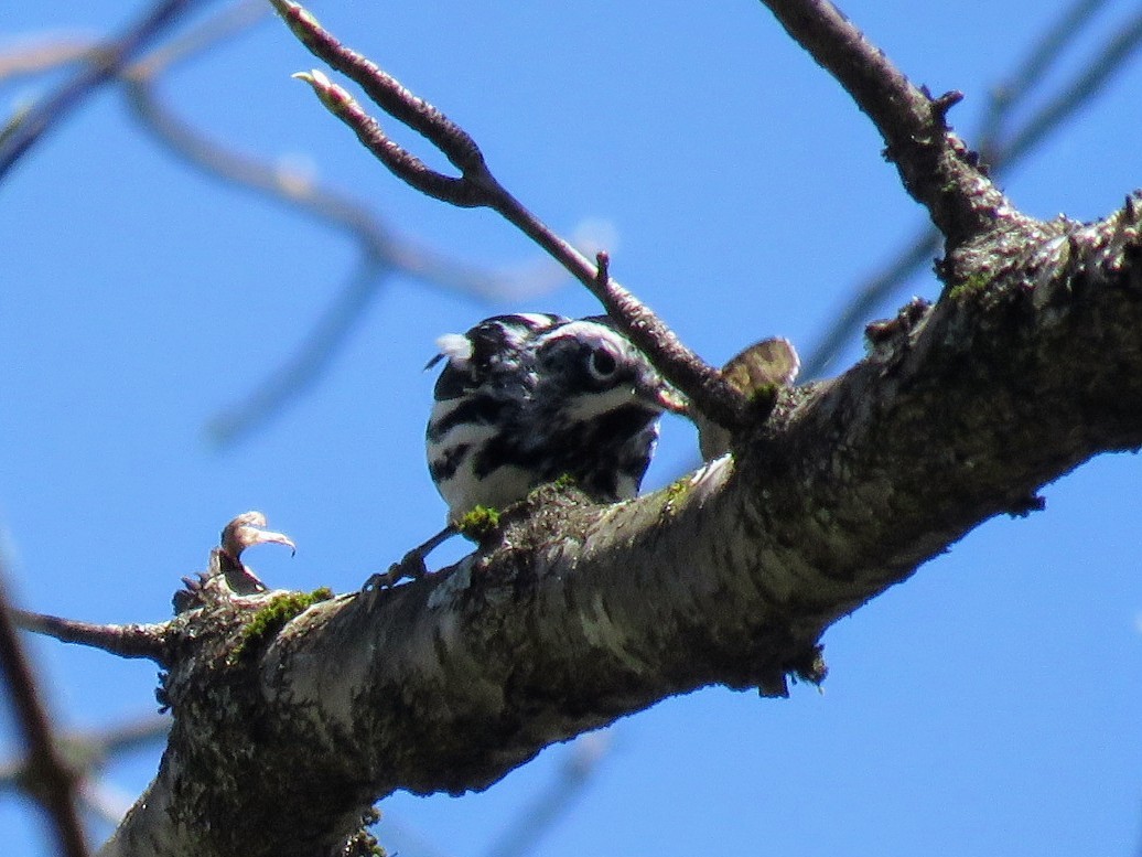 Black-and-white Warbler - ML617590849