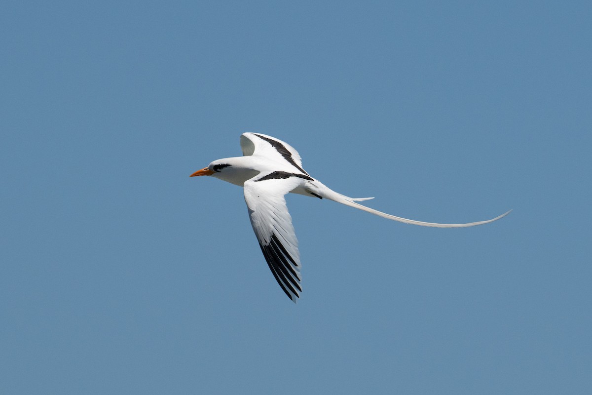 White-tailed Tropicbird - ML617590889