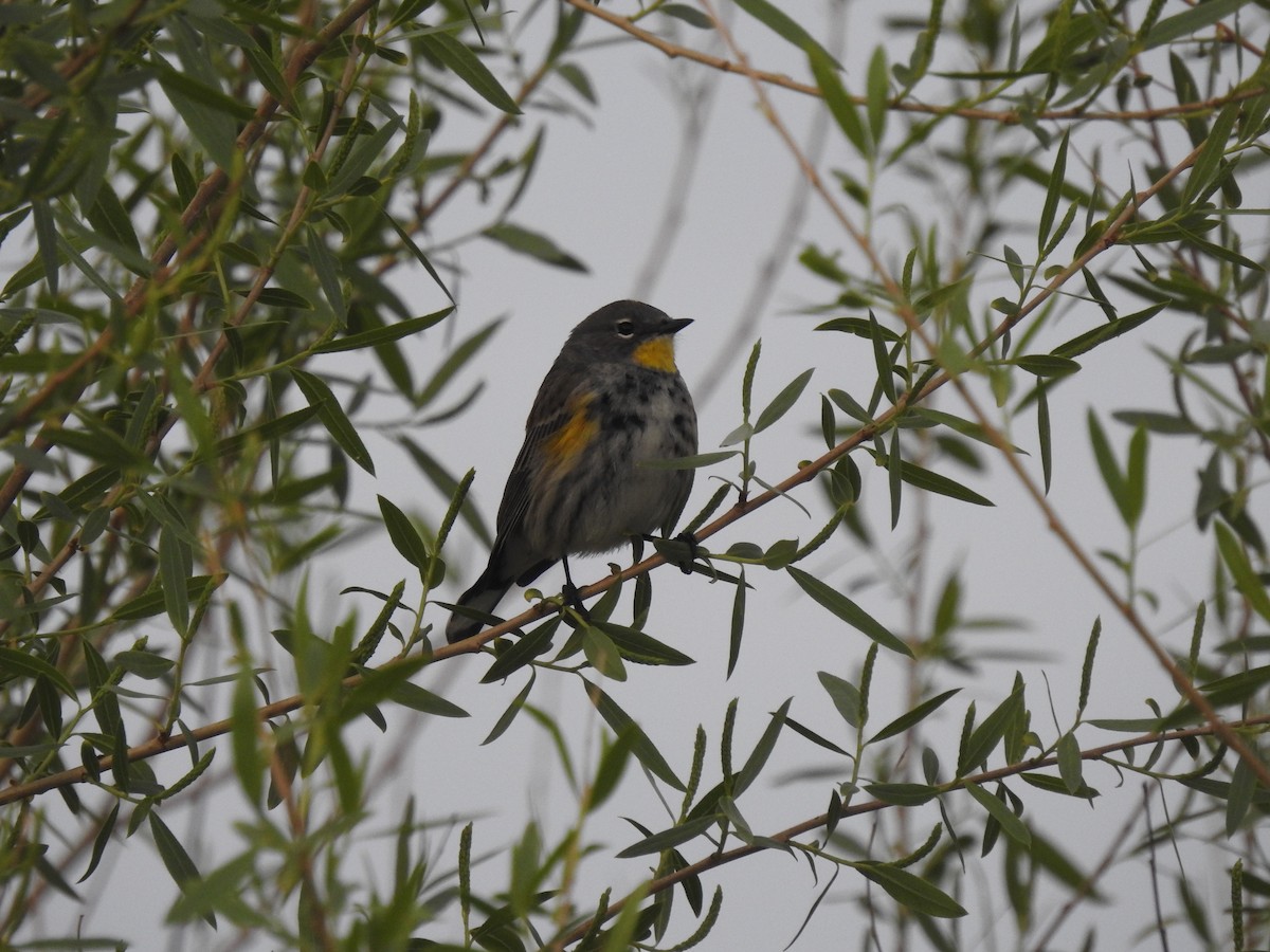 Yellow-rumped Warbler (Audubon's) - ML617590906
