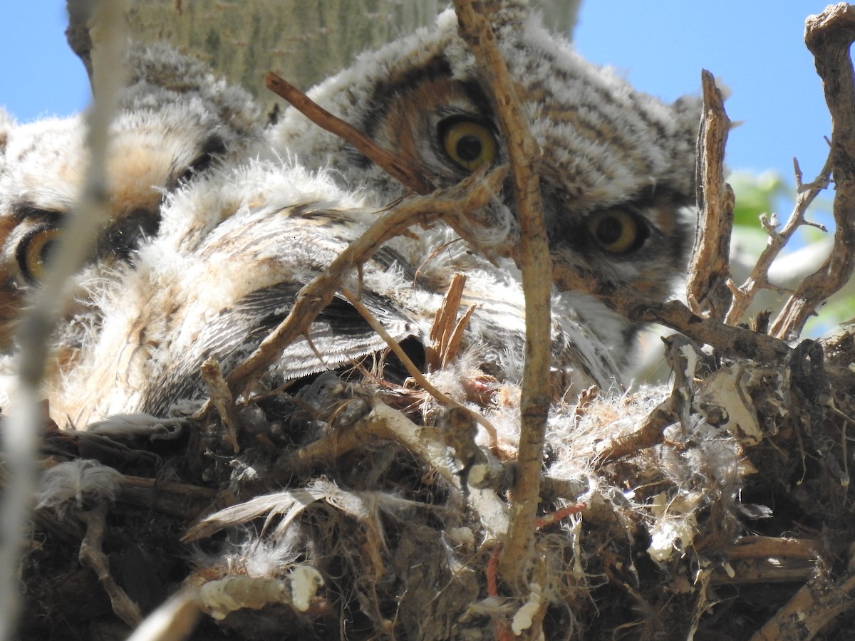 Great Horned Owl - ML617590949