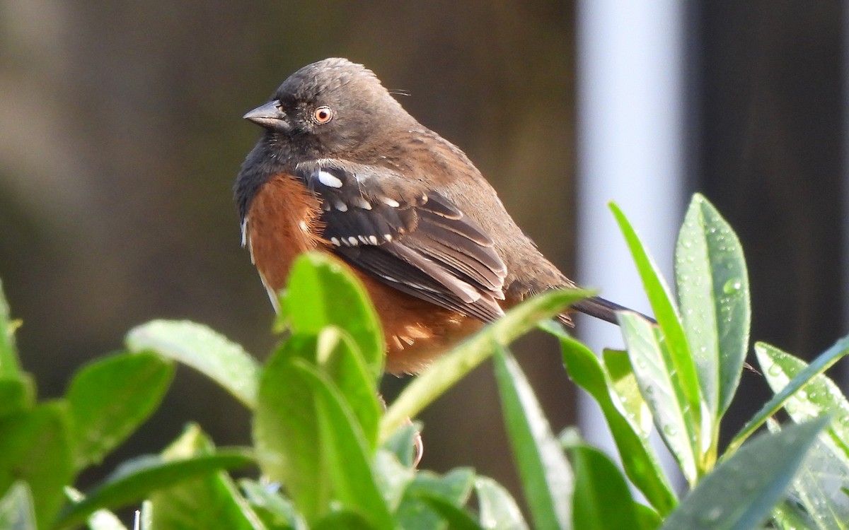 Spotted Towhee - ML617590970