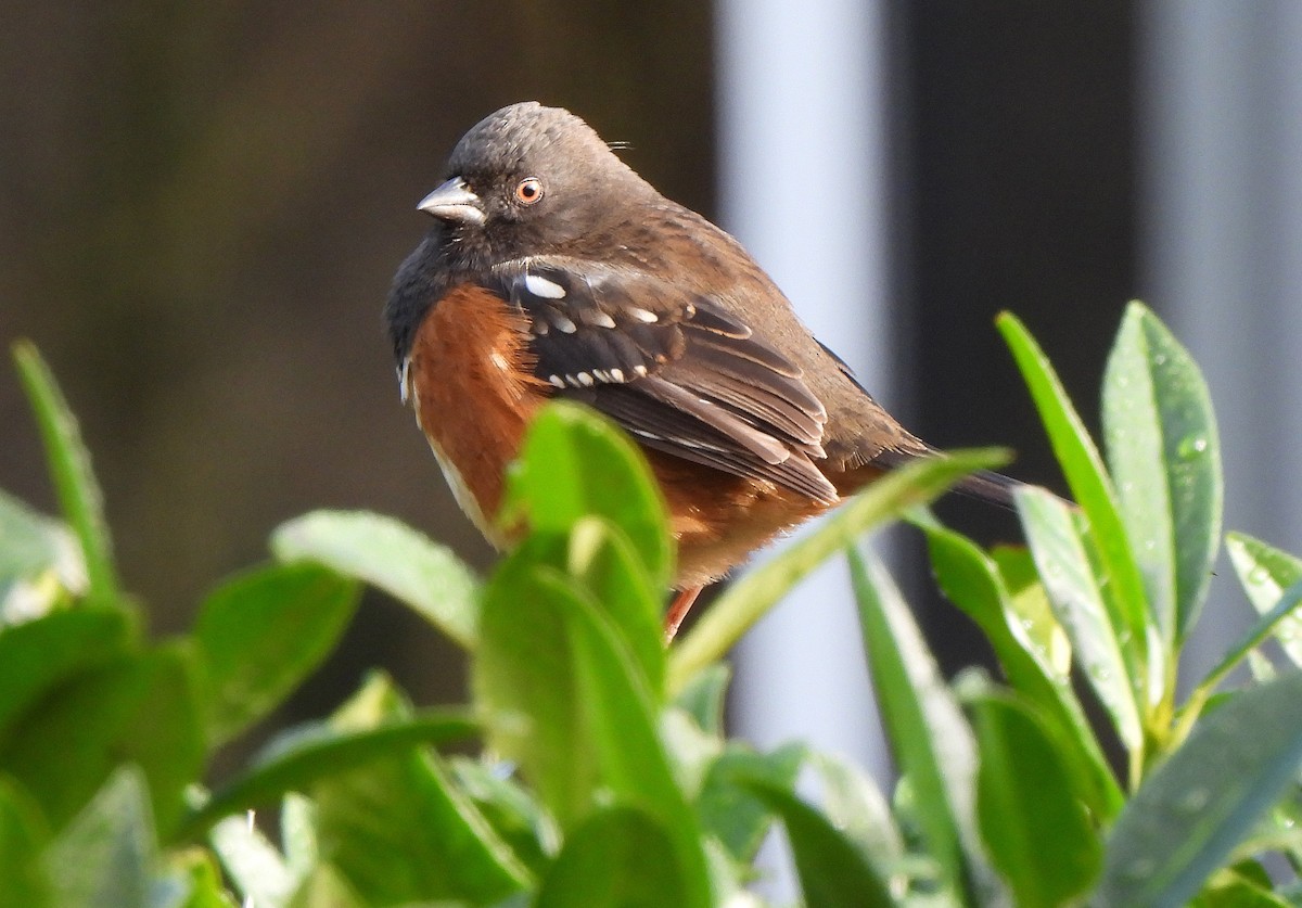 Spotted Towhee - Jean Iron