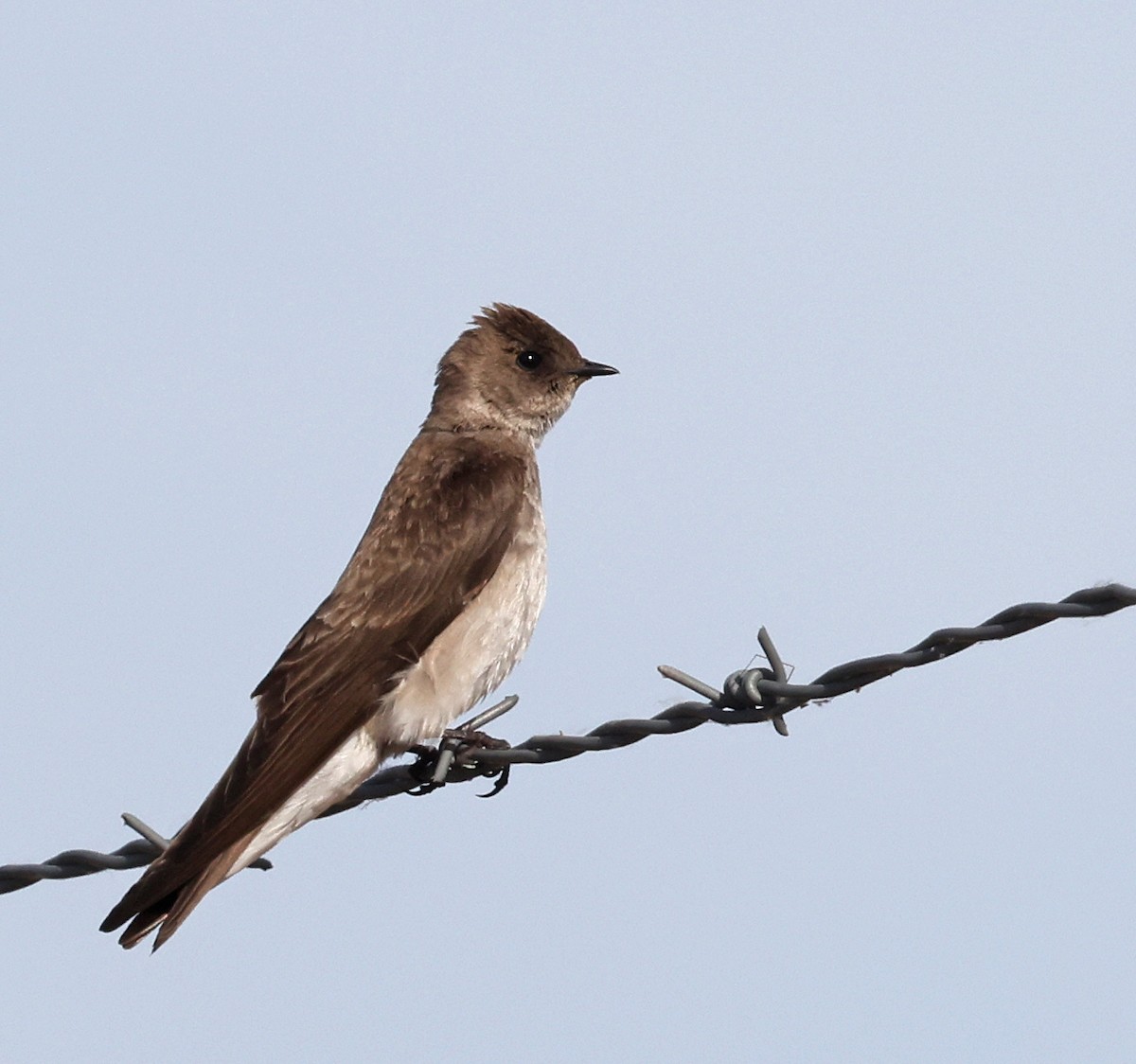 Northern Rough-winged Swallow - ML617591024