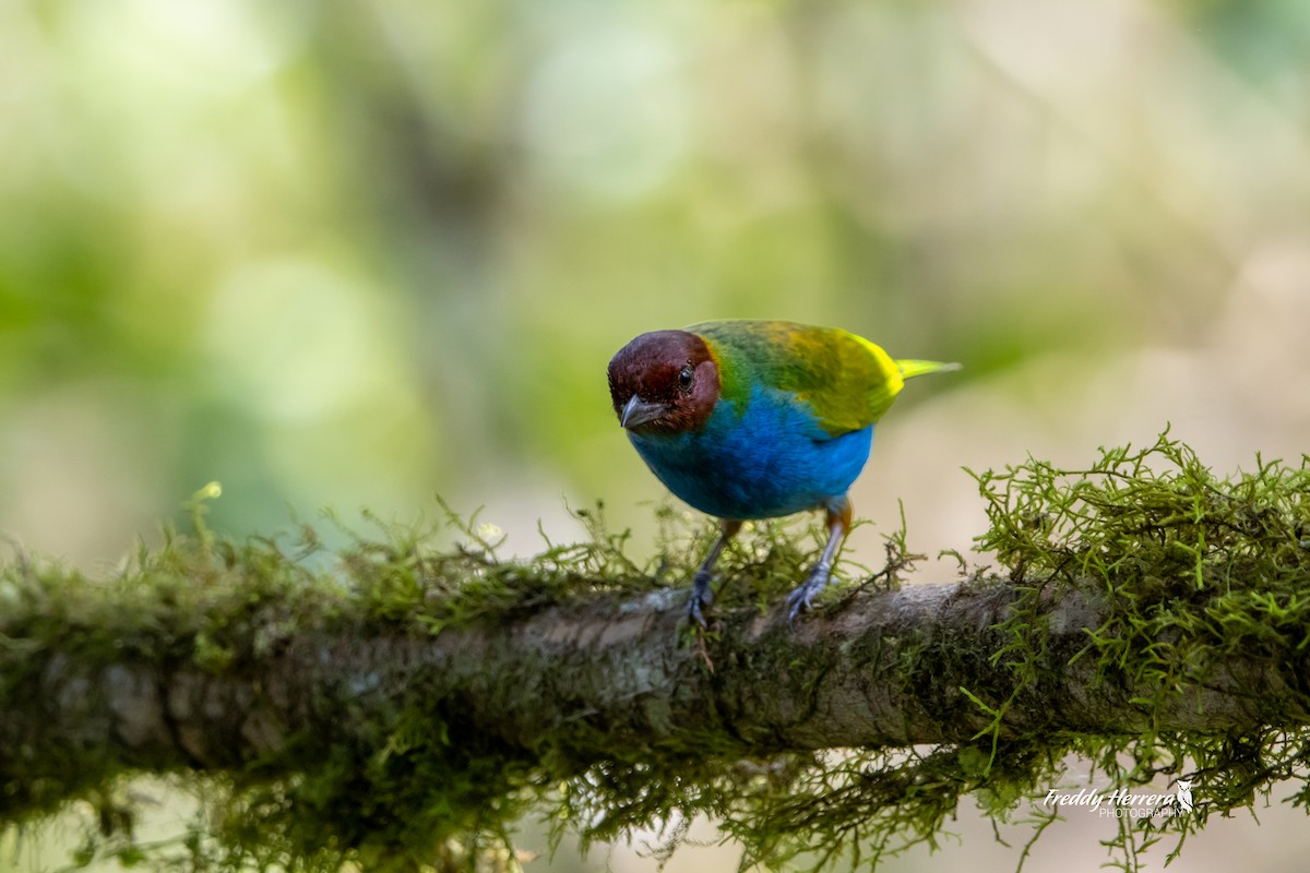 Bay-headed Tanager - ML617591086