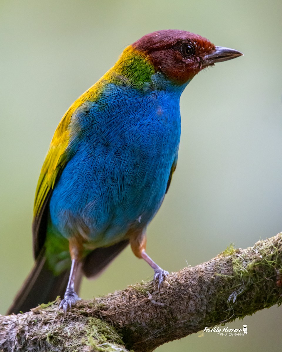 Bay-headed Tanager - ML617591090