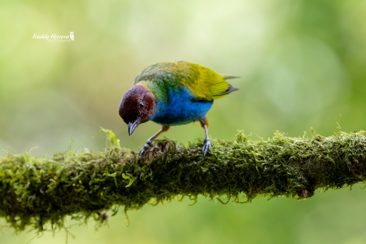 Bay-headed Tanager - ML617591091