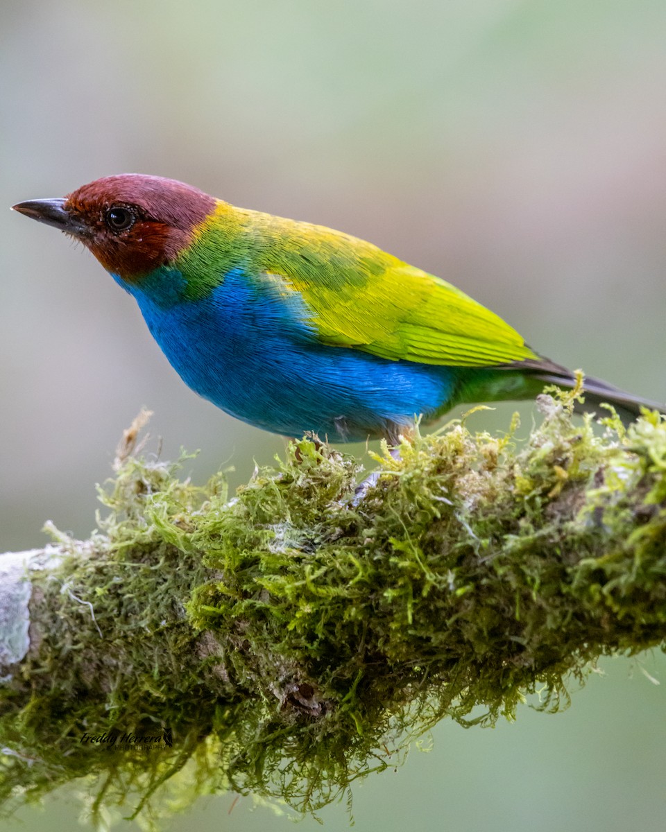 Bay-headed Tanager - ML617591092