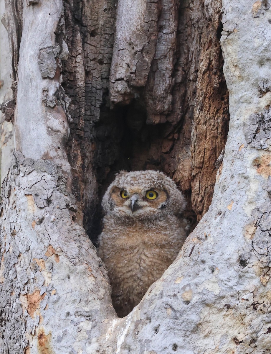 Great Horned Owl - ML617591115