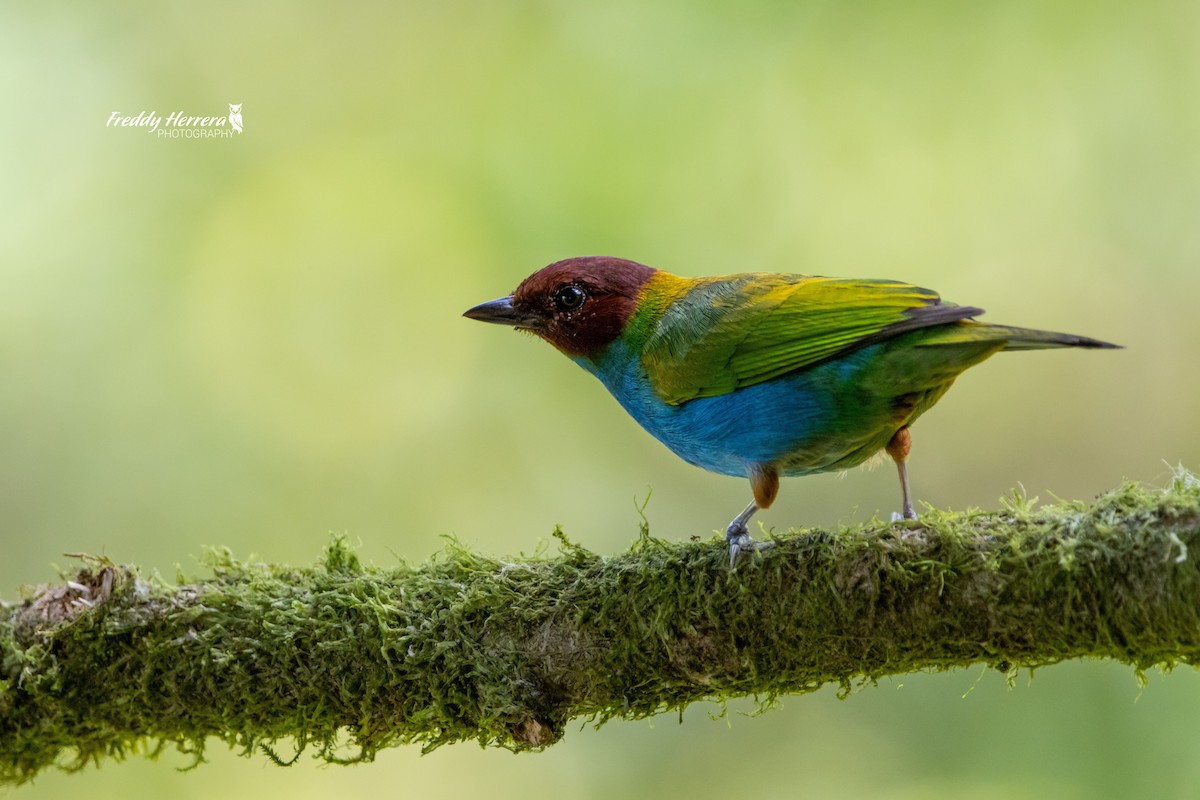 Bay-headed Tanager - ML617591118