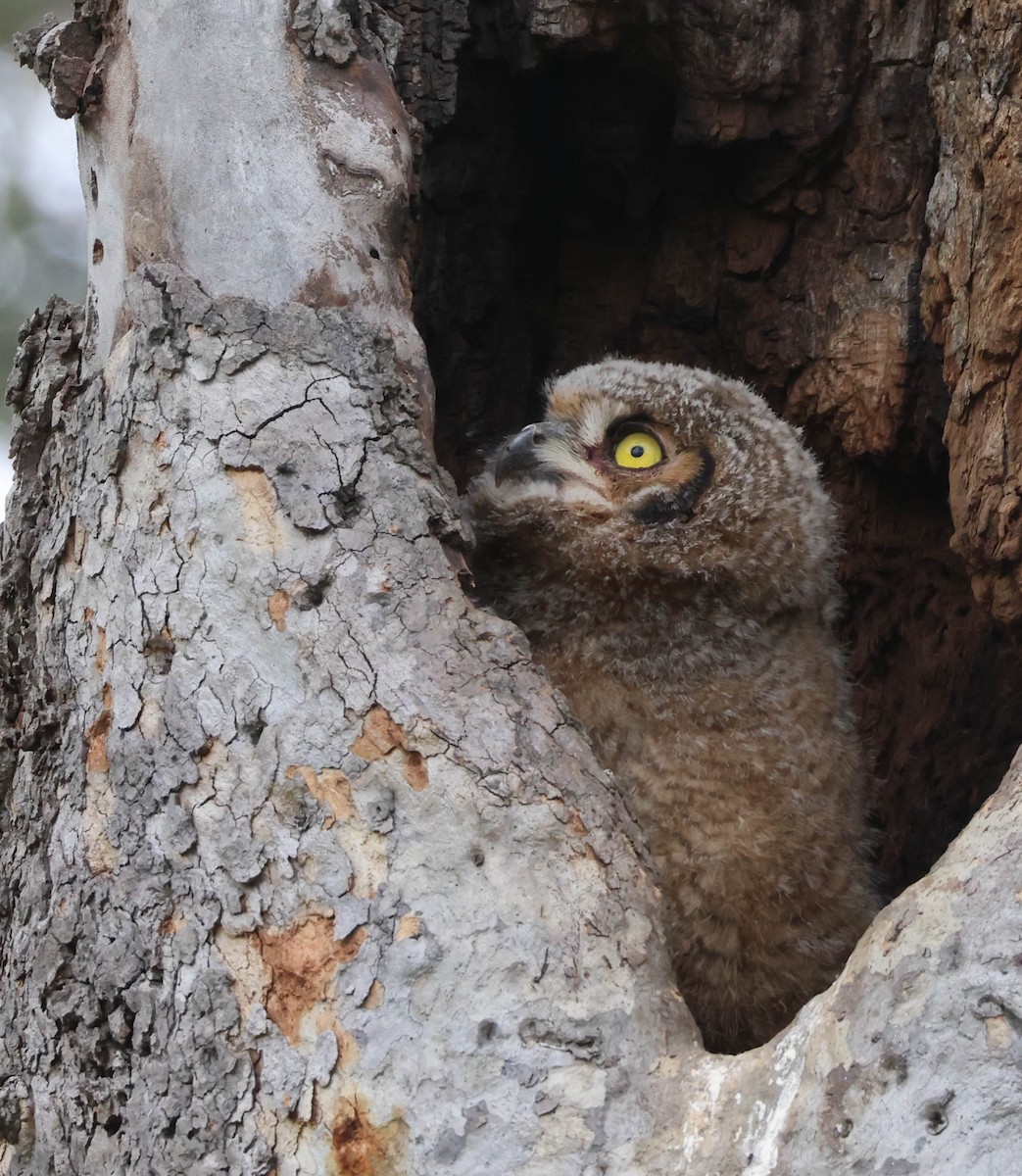 Great Horned Owl - ML617591119