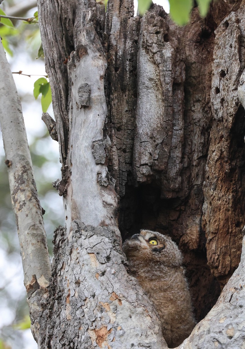 Great Horned Owl - ML617591120