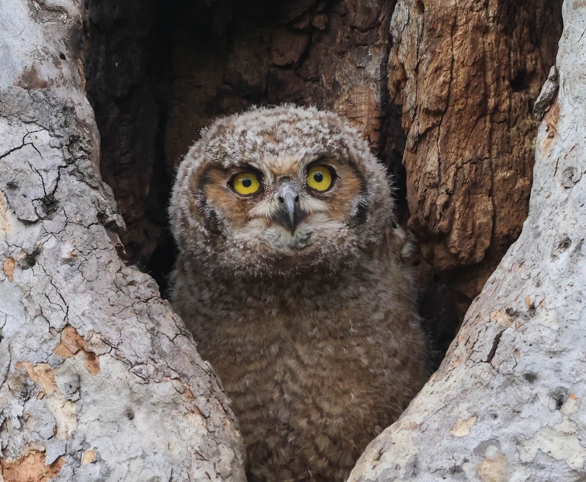 Great Horned Owl - ML617591122