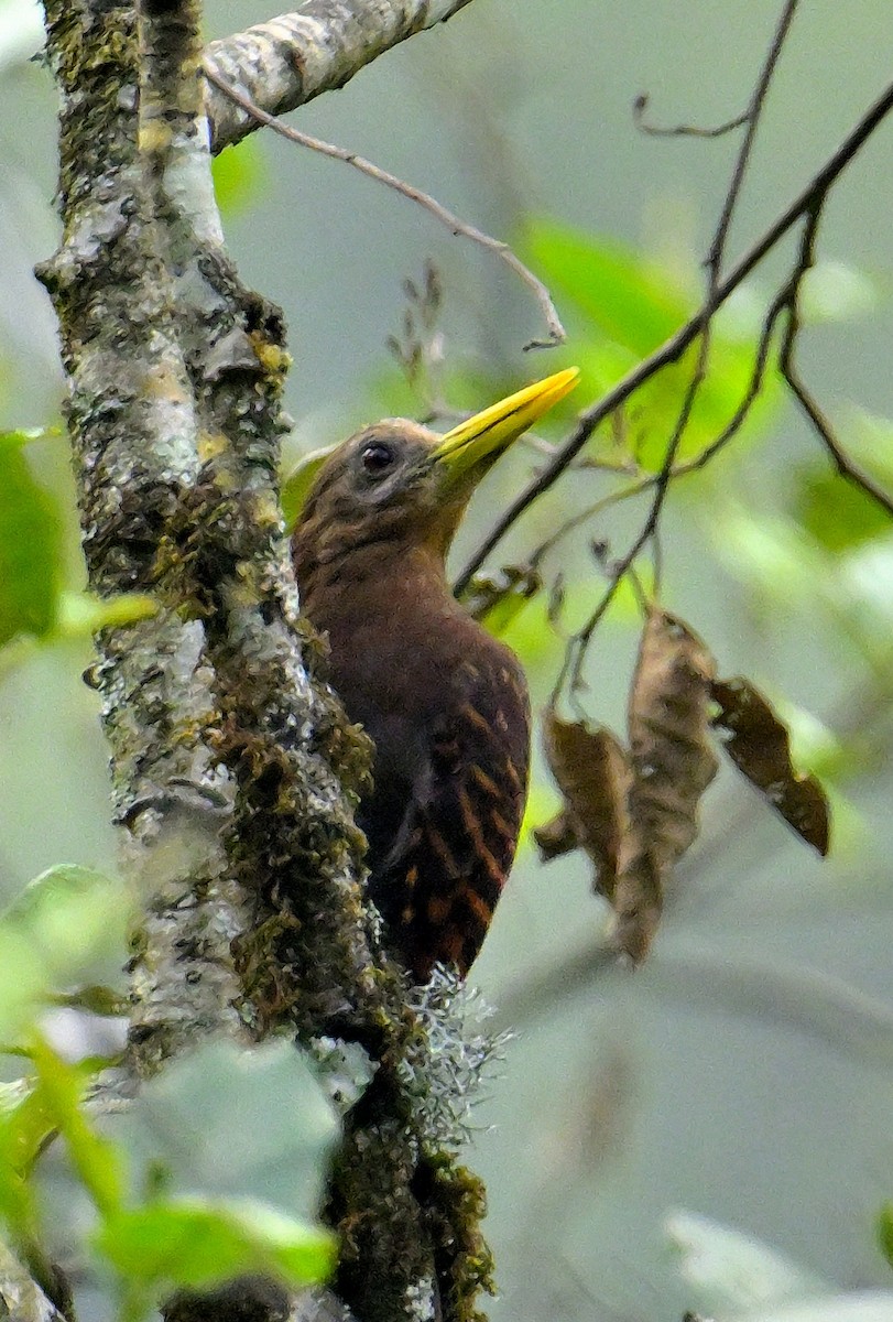 Bay Woodpecker - Rajesh Gopalan