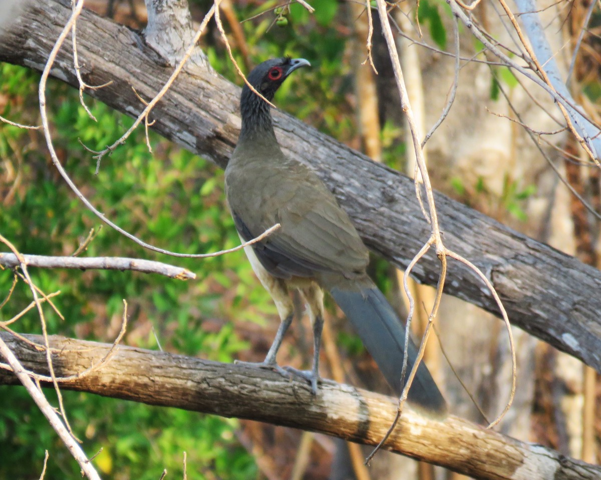 West Mexican Chachalaca - ML617591129