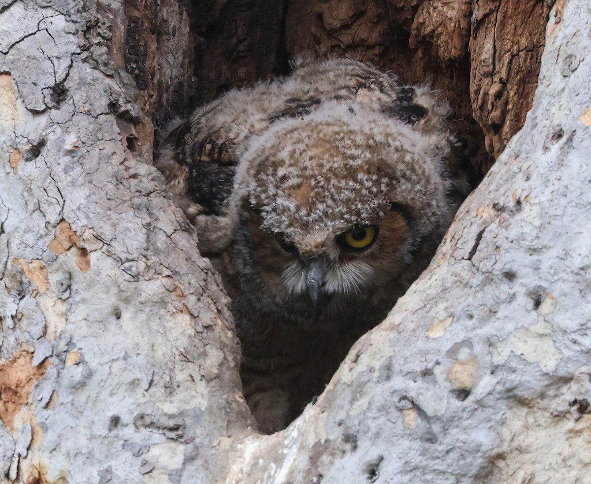 Great Horned Owl - ML617591130
