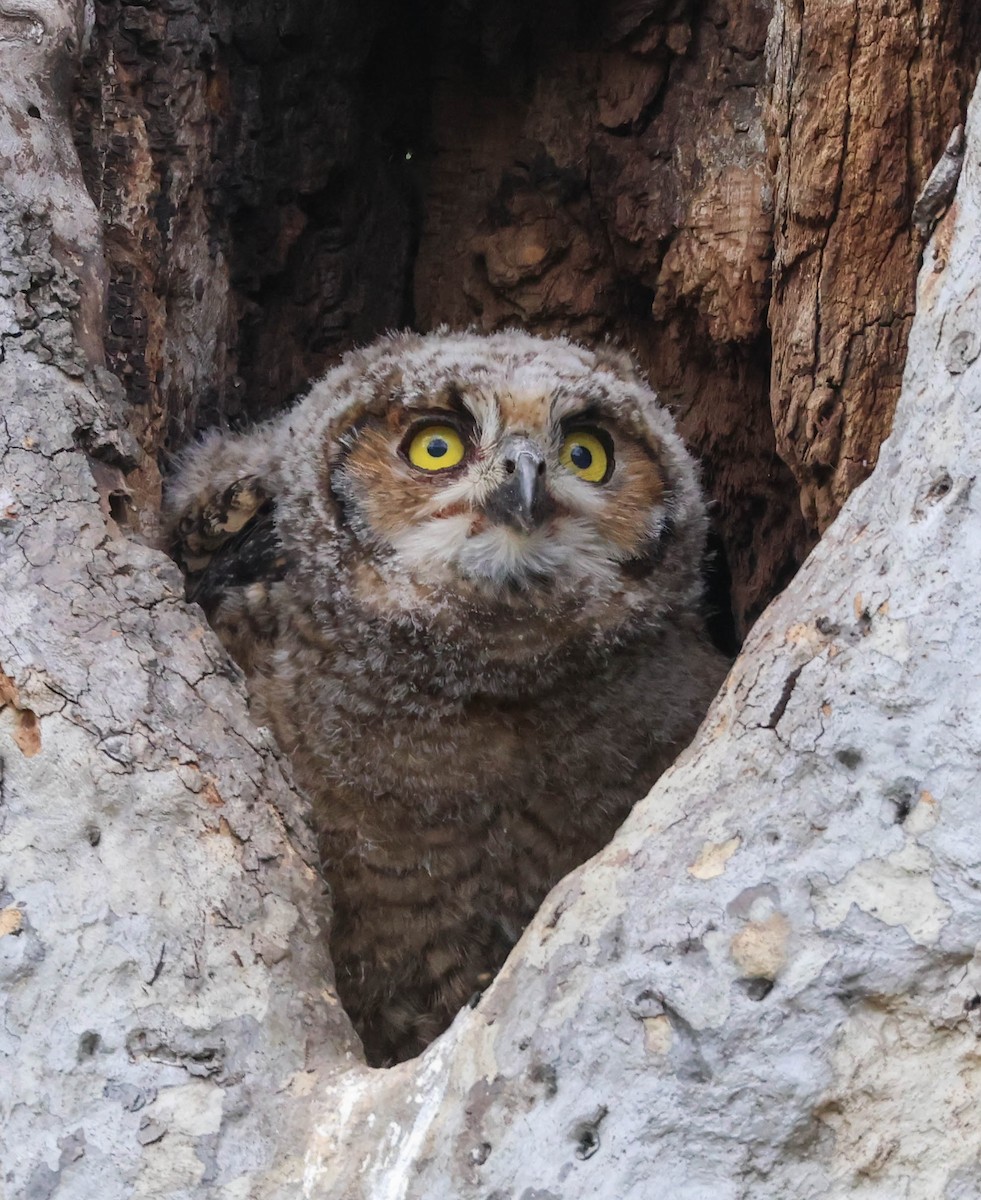 Great Horned Owl - ML617591132