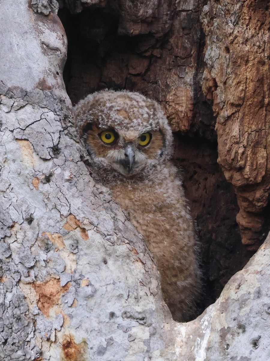 Great Horned Owl - ML617591133