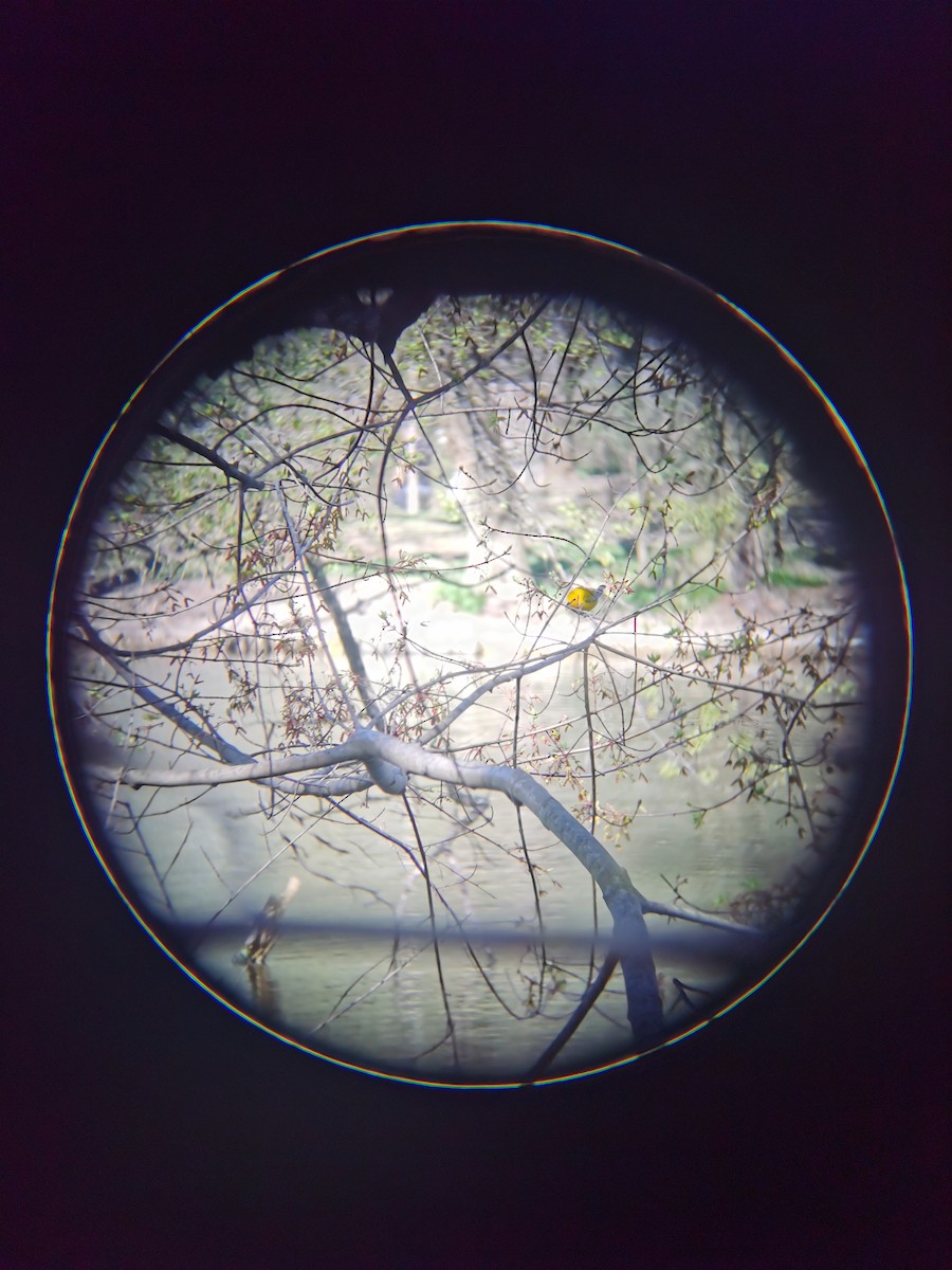 Prothonotary Warbler - ML617591162
