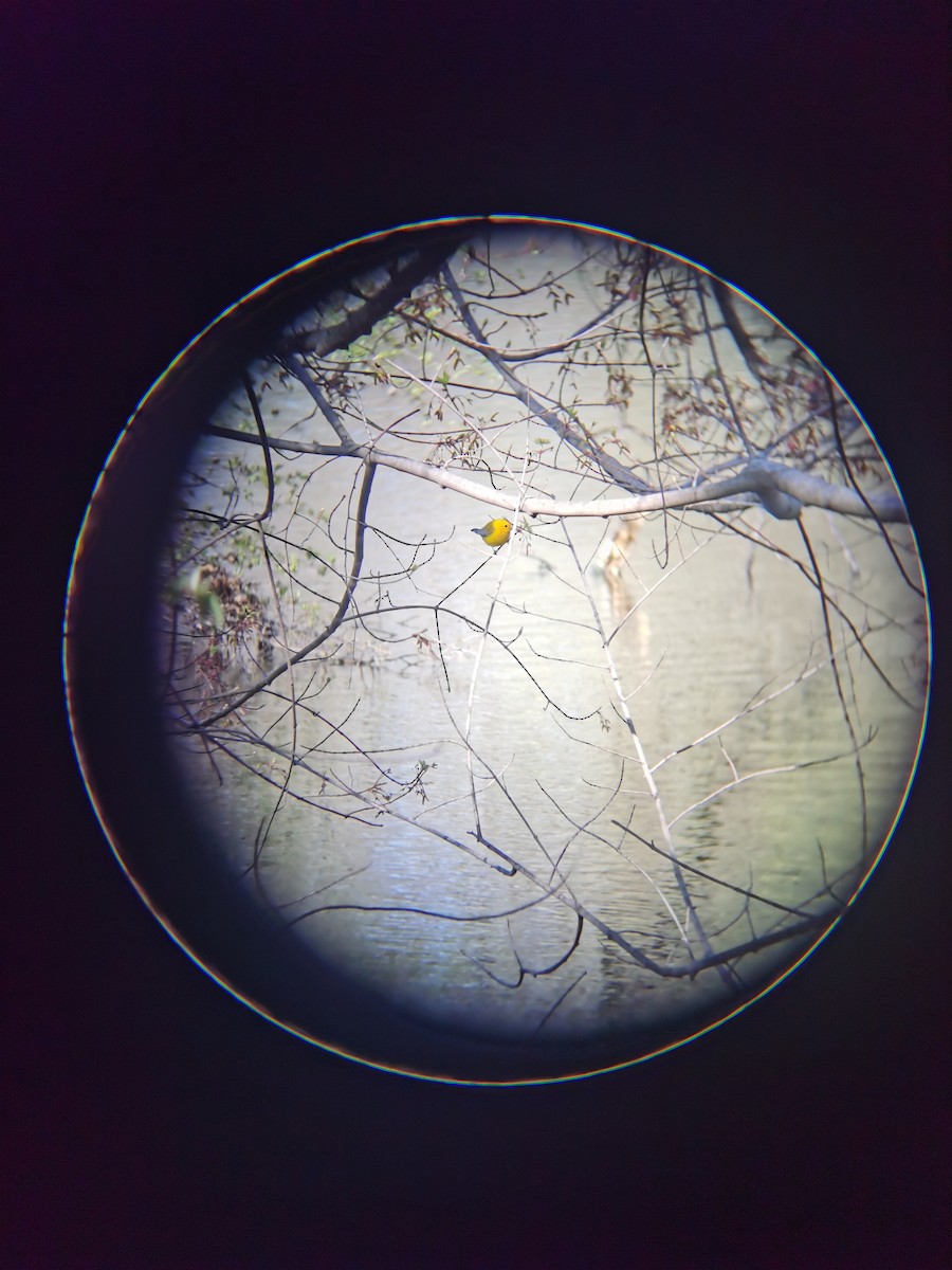 Prothonotary Warbler - Ruiqi Wang