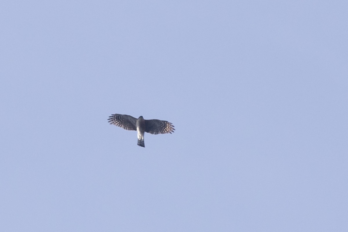 Eurasian Sparrowhawk - ML617591175