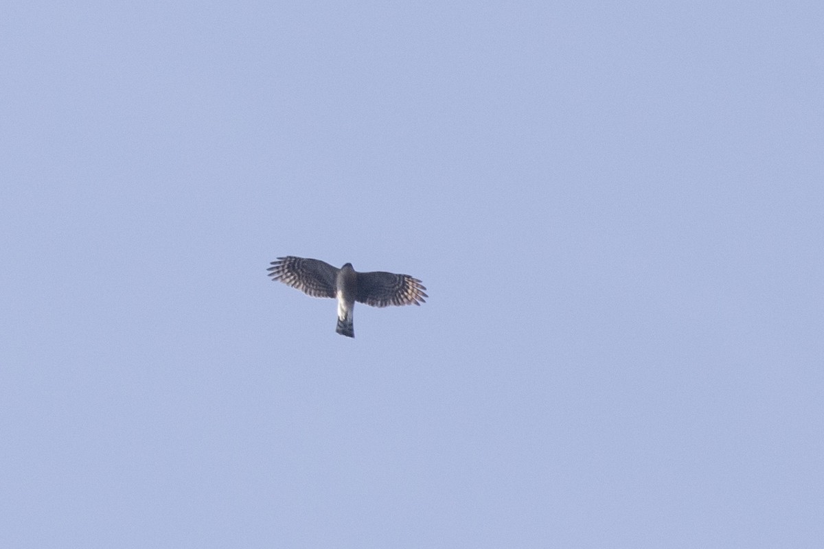 Eurasian Sparrowhawk - ML617591176