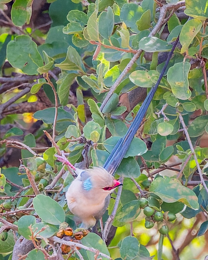 Blue-naped Mousebird - ML617591205