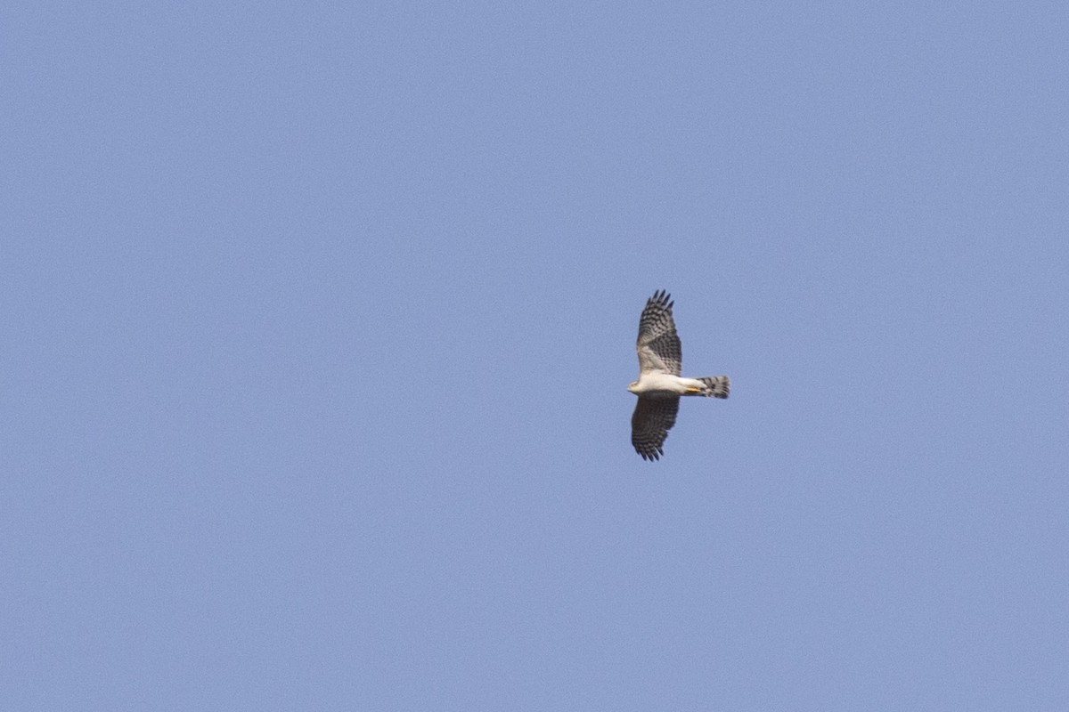 Eurasian Sparrowhawk - ML617591236