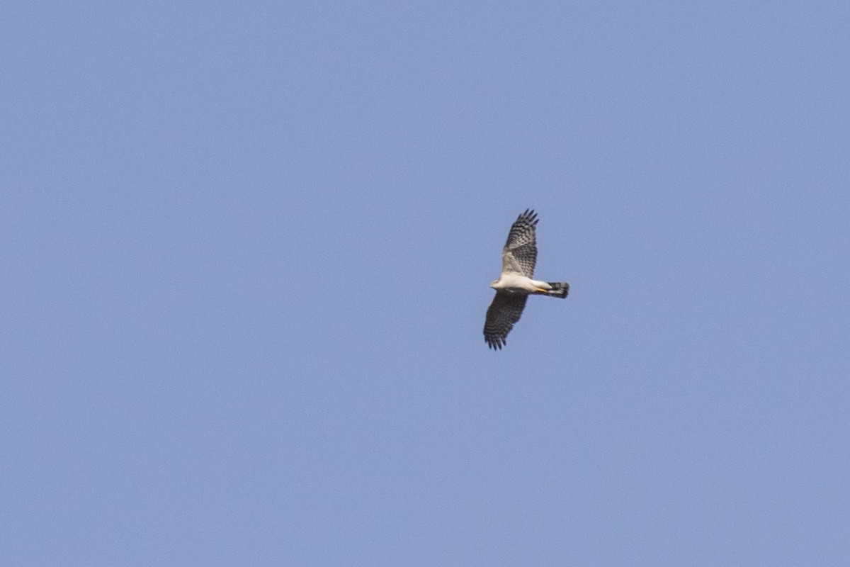 Eurasian Sparrowhawk - ML617591237