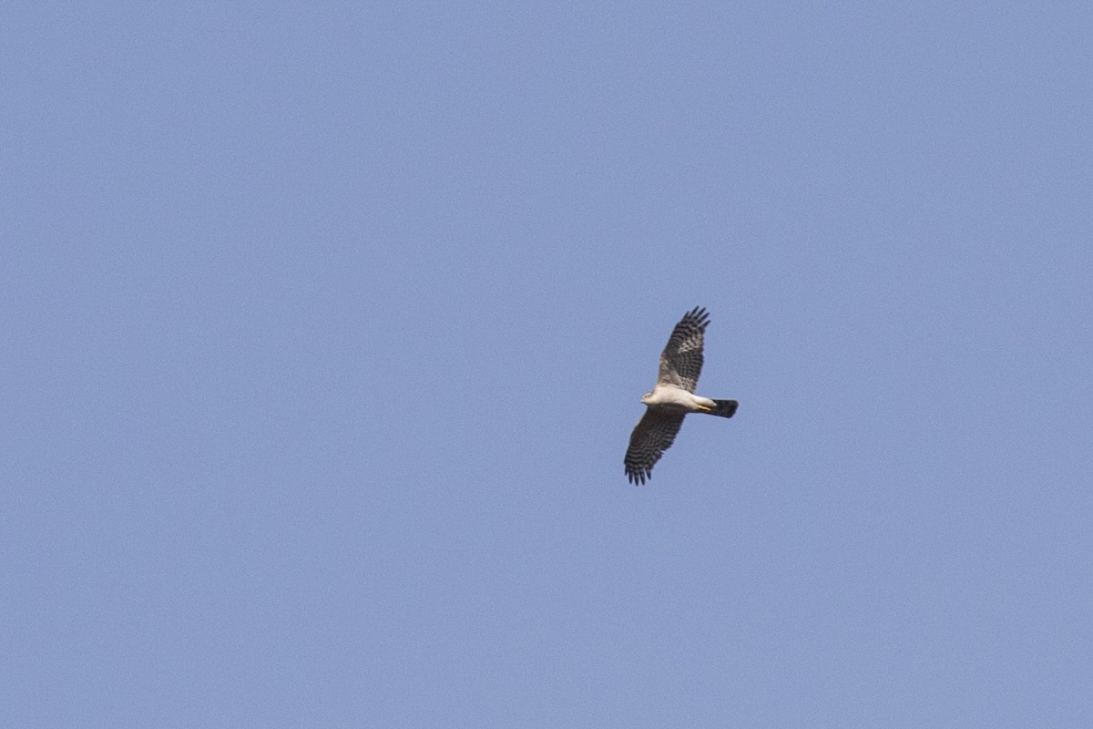 Eurasian Sparrowhawk - ML617591238
