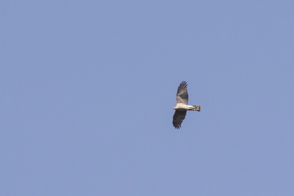 Eurasian Sparrowhawk - ML617591239