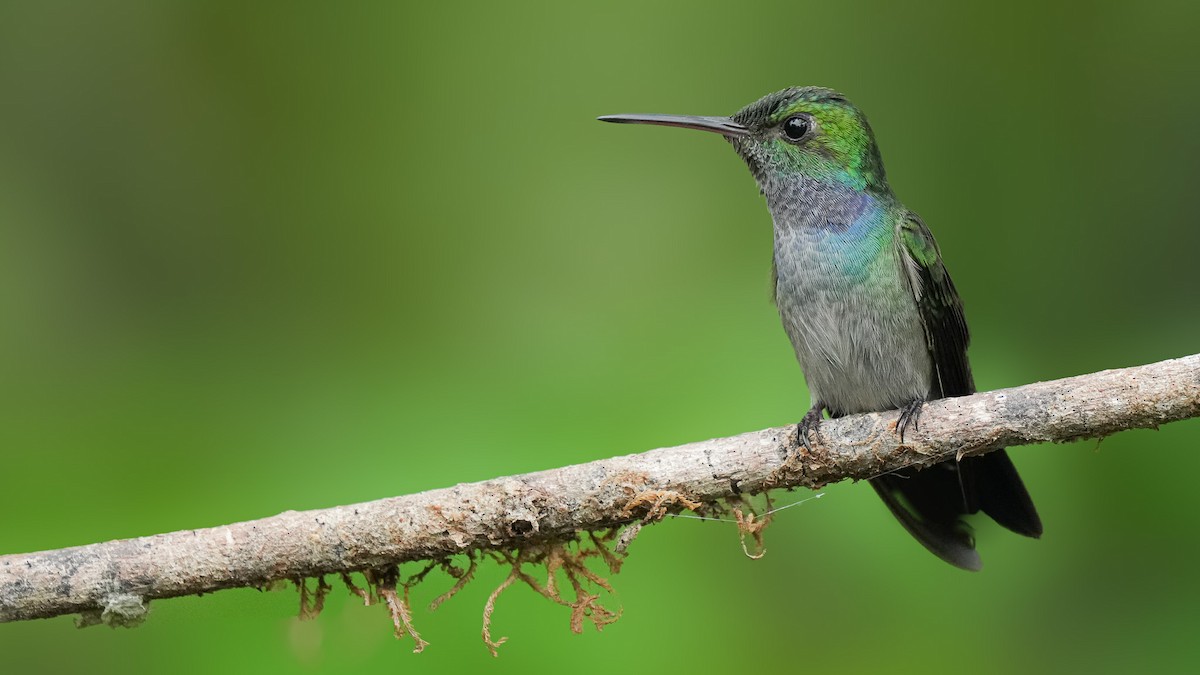 Blue-chested Hummingbird - Brendan Murtha