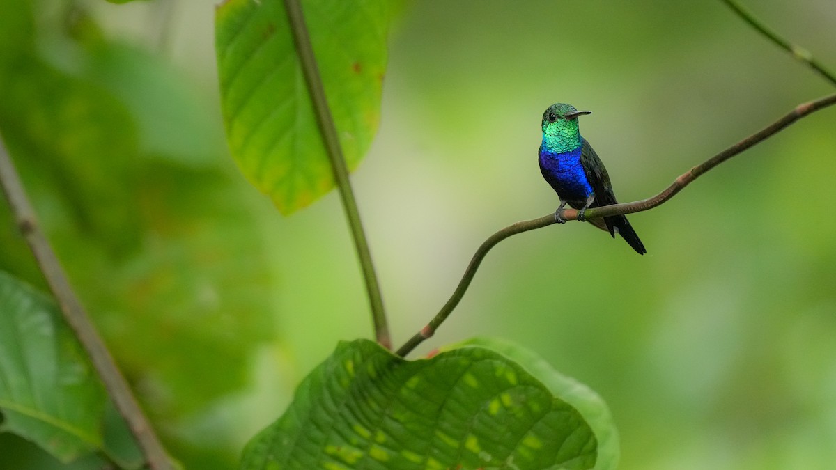 Violet-bellied Hummingbird - Brendan Murtha