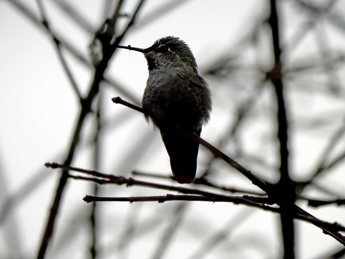 Anna's Hummingbird - ML617591295
