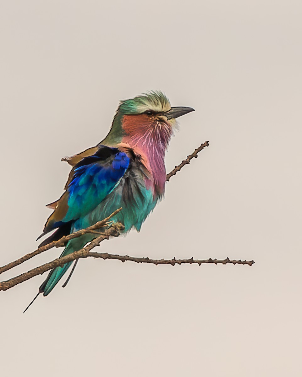 Lilac-breasted Roller - ML617591299