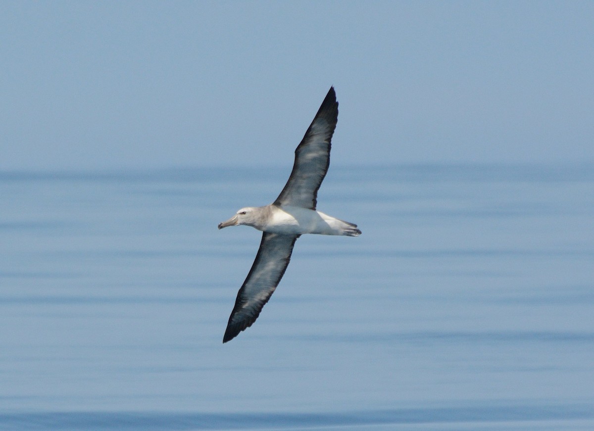 Сероспинный альбатрос - ML617591328