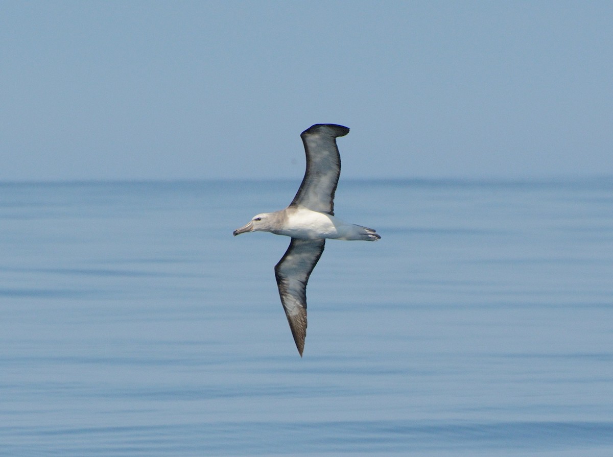 Salvin's Albatross - ML617591329