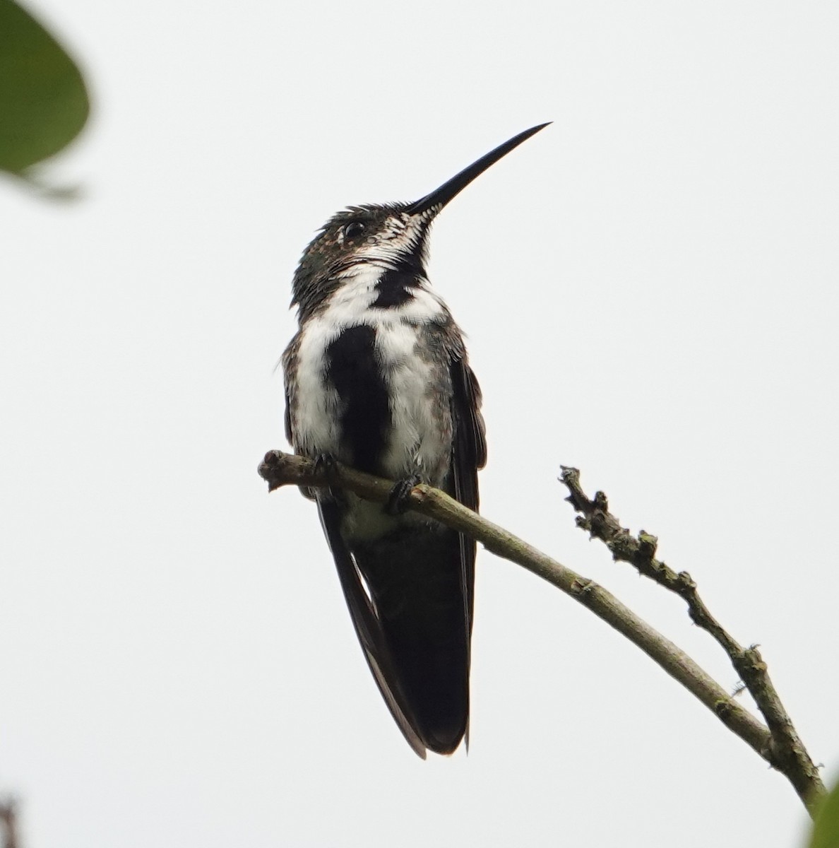 kolibřík tropický - ML617591358