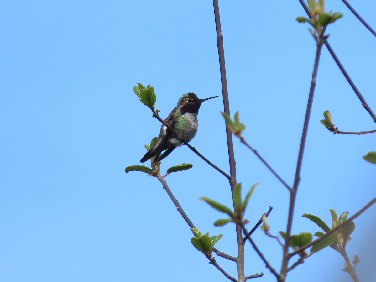 Anna's Hummingbird - ML617591434